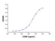 Recombinant Human CD80 Protein(Active)