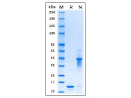 Recombinant MPXV A29L Protein