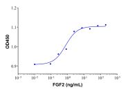 Recombinant Human FGF basic/FGF2/bFGF(155aa) Protein(Active)
