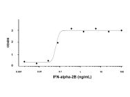 Recombinant Human IFN-alpha-2B Protein(Active)