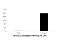 Recombinant Human CCL1 Protein(Active)