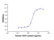 Recombinant Human CD31/PECAM-1 Protein(Active)