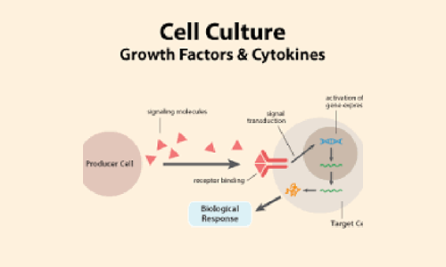 细胞因子和生长因子