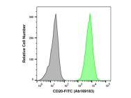 Recombinant CD20 Antibody (FITC)
