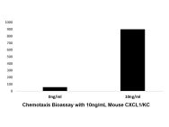 Recombinant Mouse CXCL1/KC Protein(Active)