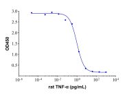 Recombinant Rat TNF-alpha Protein(Active)