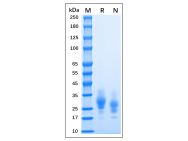 Recombinant MPXV A30L Protein