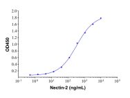 Recombinant Human Nectin-2/CD112 Protein(Active)