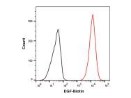 Recombinant Human EGF Protein (Biotin)(Active)