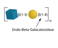 Endo-Beta-Galactosidase
