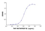 Recombinant Human TNF RII/TNFRSF1B Protein(Active)