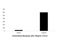 Recombinant Human CCL21 Protein(Active)