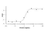 Recombinant Human CCL4L1 Protein(Active)