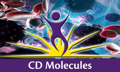 CD分子（配体）