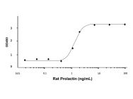 Recombinant Rat Prolactin Protein(Active)