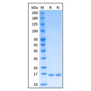 Recombinant Human CD40 Ligand/TNFSF5 Protein