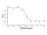 Recombinant Human TNFRSF1A Protein(Active)