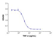 Recombinant Human TNF-alpha Protein (rp152506)- Protein Bioactivity
Measured in a cytotoxicity assay using L‑929 mouse fibroblast cells in the presence of the metabolic inhibitor actinomycin D (Catalog # A113142). The ED50 for this effect is typically <0