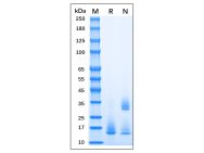 Recombinant MPXV A35R Protein