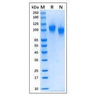 Recombinant Human NCAM-1/CD56 Protein