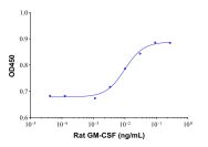 Recombinant Rat GM-CSF Protein(Active)