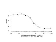 Recombinant Human BAFFR/TNFRSF13C Protein(Active)
