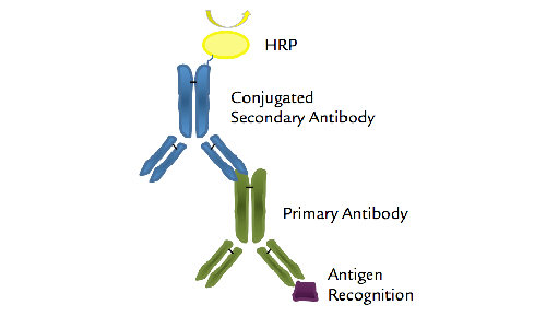 辣根过氧化物酶（HRP）