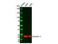 Caveolin-1 Antibody
