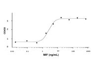 Recombinant Human MIF Protein(Active)
